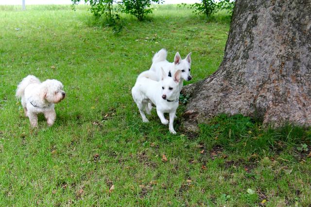 1,9 Quadratmeter Auslauffläche in Hundezonen steht jedem Vierbeiner in Ottakring zur Verfügung. | Foto: uko