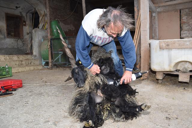 Für die Schur eines Schafs braucht der Henndorfer Peter Ettenberger zwischen drei und 20 Minuten. Jedes Tier verhält sich unterschiedlich. | Foto: Martin Wurglits