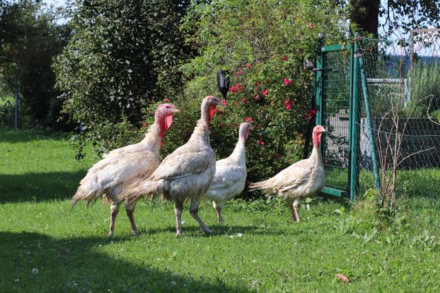 Foto: Pouget