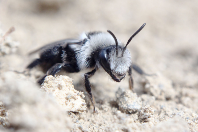 70 % der Wildbienen nisten im Boden. Der fortschreitende Bodenverlust und der sorglose Umgang mit unseren Böden bedroht diese Arten. | Foto: Katja Hintersteiner 