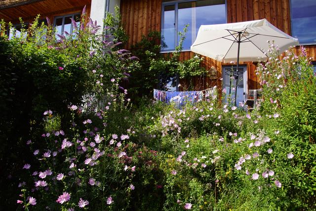 Wilde Blumen braucht das Land: "Je vielfältiger die Pflanzen desto artenreicher zeigt sich die Tierwelt", ist ein Tenor bei den sunnseiten Gesprächen am 12. September in Haslach.