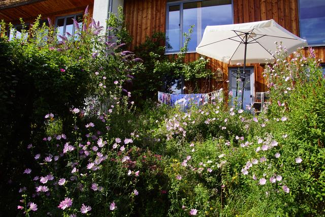 Wilde Blumen braucht das Land: "Je vielfältiger die Pflanzen desto artenreicher zeigt sich die Tierwelt", ist ein Tenor bei den sunnseiten Gesprächen am 12. September in Haslach.   | Foto: Helmut Eder 