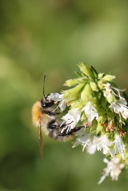 Auch Hummeln wie die Ackerhummeln gehören zu den Wildbienen.  Auch Belastungen durch Pestizide und der Rückgang der Wildblumen führen zum Artenverlust. | Foto: Katja Hintersteiner