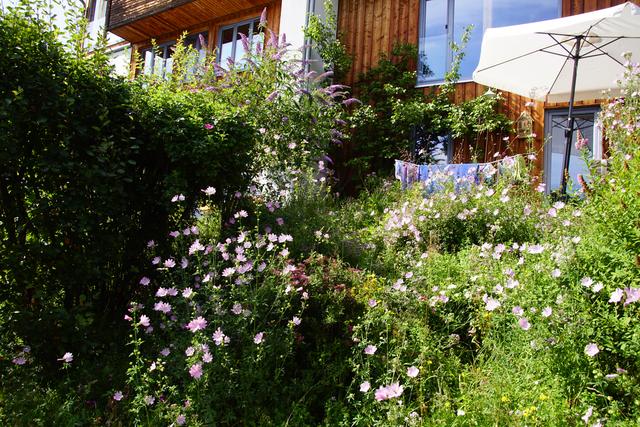 Wilde Blumen braucht das Land | Foto: Helmut Eder