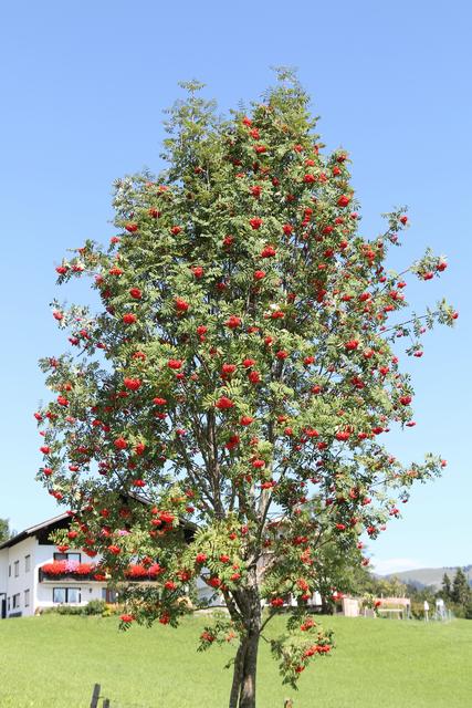 Foto: Der Niederndorferberg © Reinhard Thrainer