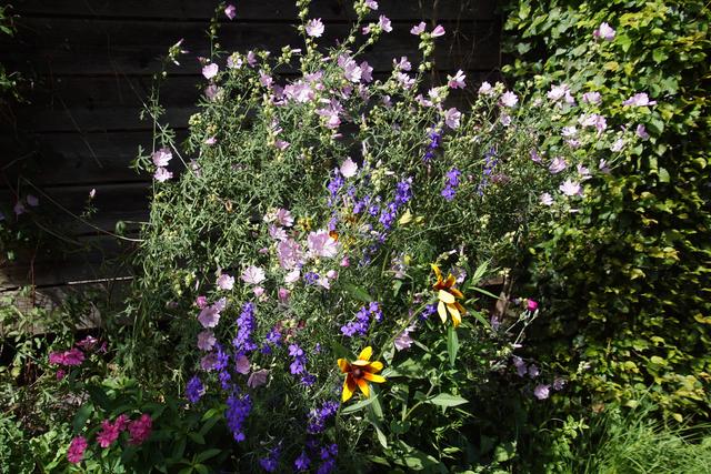 Wilde Blumen braucht das Land  | Foto: Helmut Eder