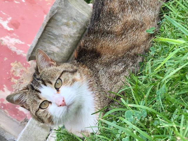 Die Katze wird seit 15. August gesucht. | Foto: Vorauer