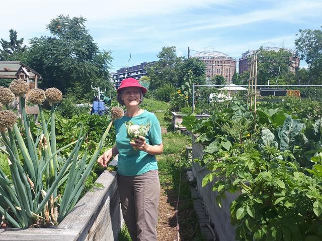 In der Hallergasse 21 wird Gemüse angebaut, Lavendel getrocknet und Marmelade eingekocht. | Foto: 11er Garten
