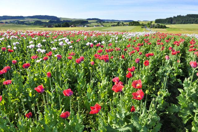 Mohnfeld im Waldviertel | Foto: Waldviertel Tourismus/Robert Herbst
