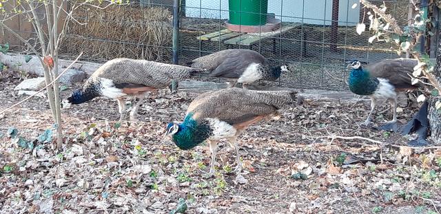 Die Tiere sind jetzt im Steppentierpark in Pamhagen untergebracht.  | Foto: Gemeinde Kittsee