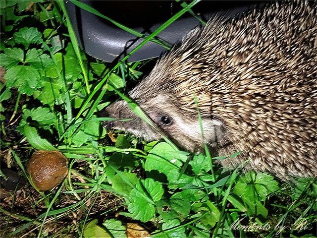 Neugierig und so gar nicht ängstlich.... | Foto: © Uschi R.