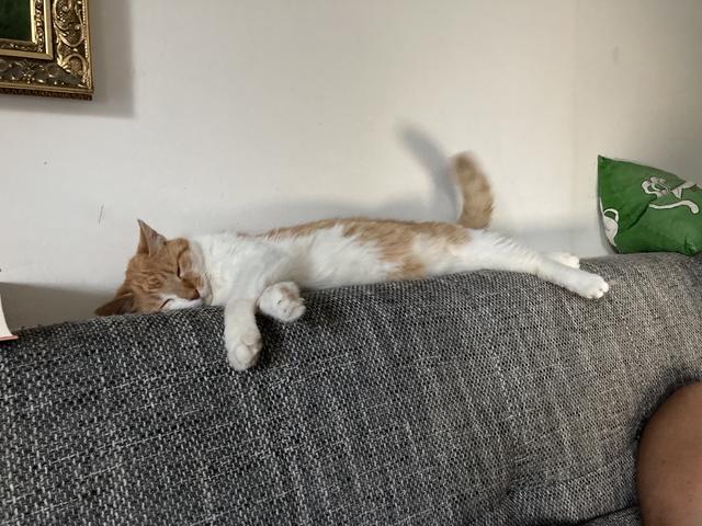 Henry erholt sich nun daheim von den Strapazen der letzten Monaten.