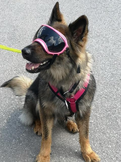Der Hund von Ilse Schlux schaut durch die rosarote Brille.