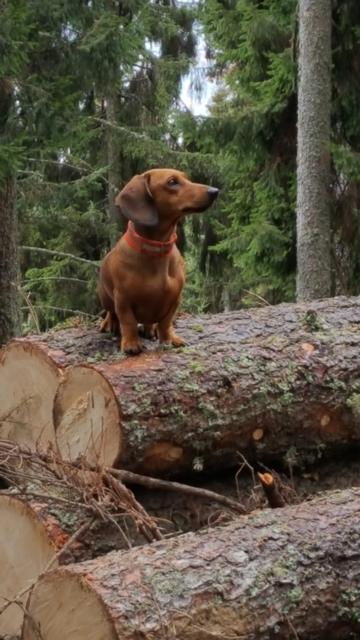 Der Jagdhund gilt als ein treuer Begleiter des Jägers.