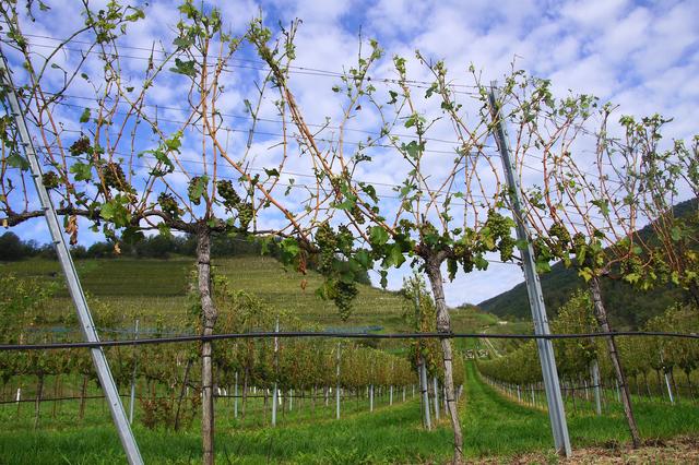 Nach dem Hagel sieht es gespenstisch in den Rieden aus. | Foto: Doris Necker