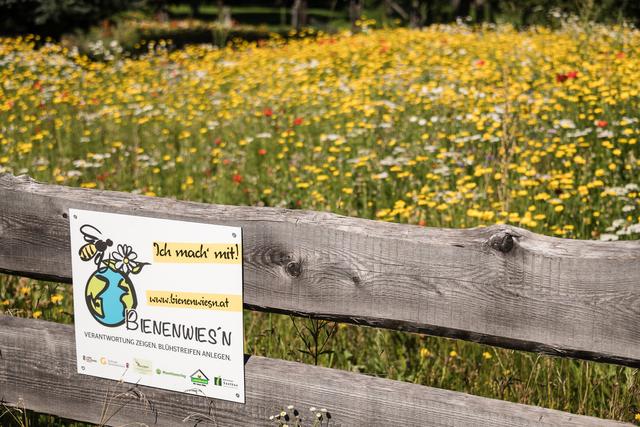 Bienenwiese in St. Margarethen (Infos unter www.bienenwiesn.at)