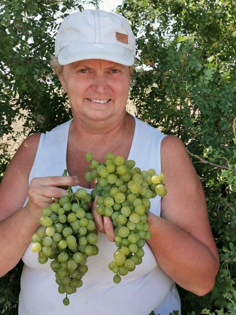 Die Zellerndorfer Winzern Hermi Bauer mit köstlichen Tafeltrauben.
