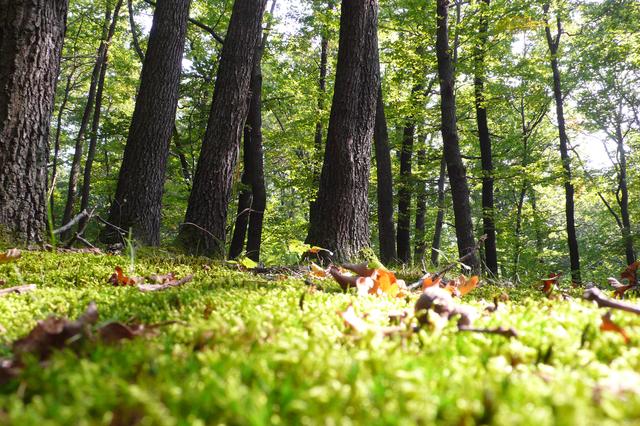 Beim 2. Modul im November ist der Wald ein Thema