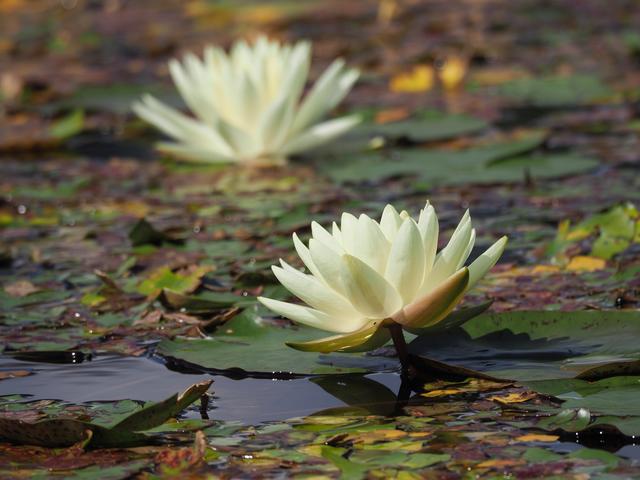 Sie zieren mit ihren Blüten die Wasseroberfläche.