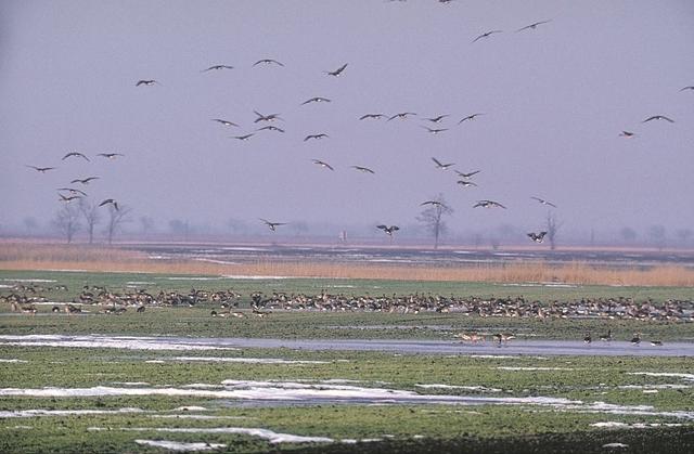 Die Salzlacken, die ein ausgezeichneter Lebensraum für Wasservögel sind, drohen zu versteppen.  | Foto: NTG-Nationalpark