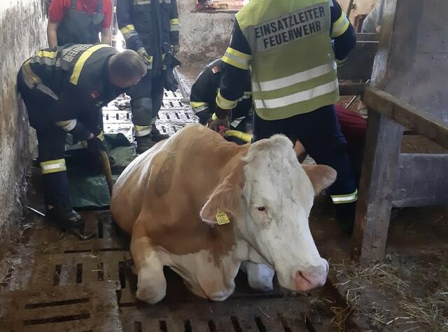 Die Florianijünger der Feuerwehren Deutschlandsberg und Bad Gams hatten alle Hände voll zu tun, um die schwere Mutterkuh aus ihrer prekären Lage zu befreien. | Foto: OLM d.V. Mario Resch