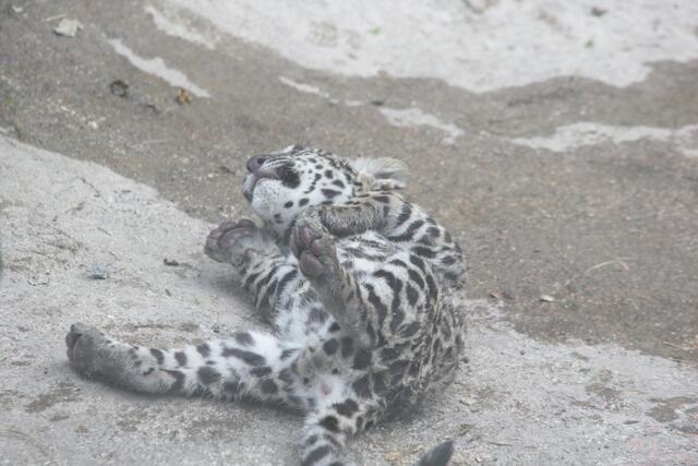 Der Jaguar Milagro freut sich und lässt alle vier Pfoten von sich gestreckt.  | Foto: Zoo Salzburg