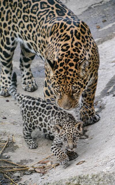 In Begleitung des Elternteil wird das Gehege unsicher gemacht. | Foto: Zoo Salzburg