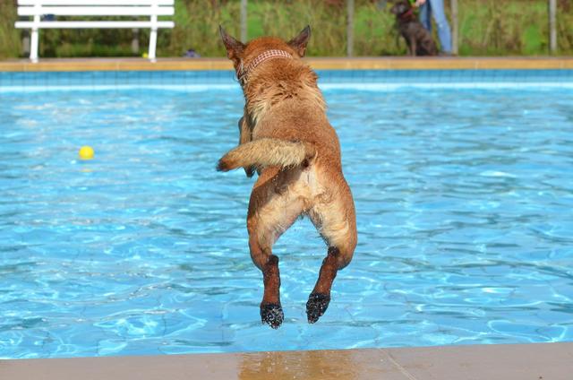 Am 25. September sind Hunde mit ihren Herrln ins Asia Spa Leoben eingeladen zum Schwimmen in den Freibädern.