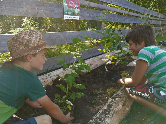 Aaron und Liam bei den Himbeeren