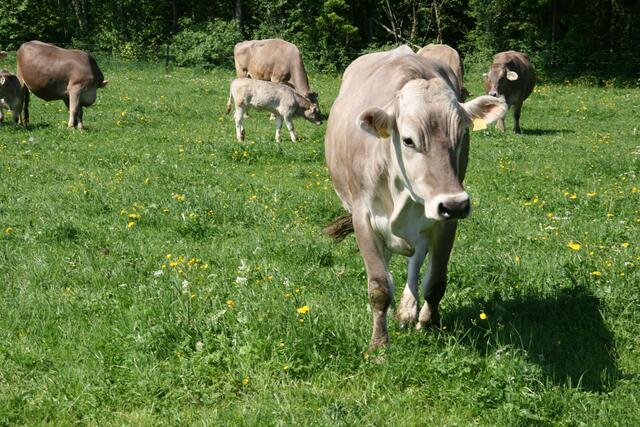 Die Bauern sind um das Wohl ihrer Tiere bemüht. Die Sorge, dass sich diese an Tbc anstecken könnten, ist groß.