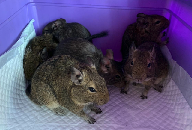 Diese Degus wurden im Müllraum einer Wohnhausanlage in Liesing entdeckt.