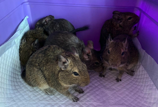 Diese Degus wurden im Müllraum einer Wohnhausanlage in Liesing entdeckt. | Foto: TSA