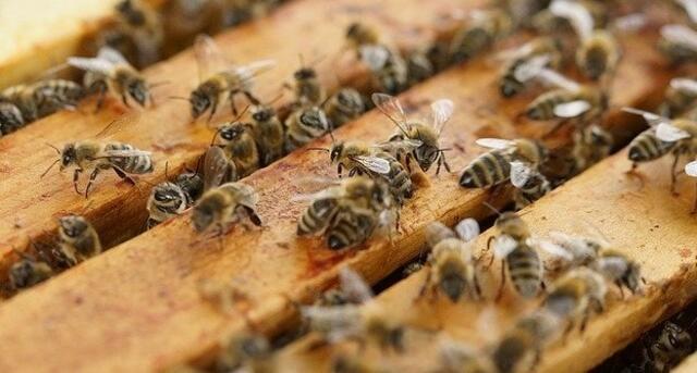 Bienen finden in der Zentrale von Wienerberger künftig ein neues Zuhause.