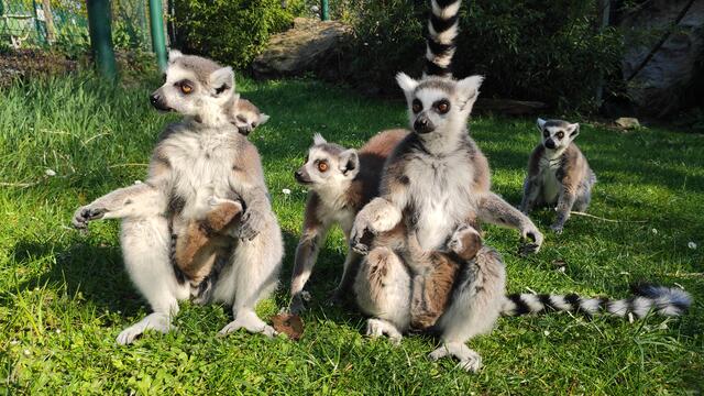 Familie Katta ist nach „Ehedifferenzen“ wieder vereint. Man hofft auf erneuten Nachwuchs. | Foto: Zoo Linz
