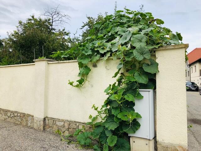 Der Kürbis schlängelt sich von der Gartenmauer bist zur Straße hinab.
