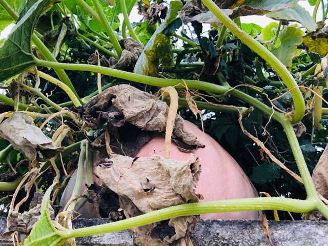 Ein Riesenkürbis lag beim genauen Hinsehen auf der Gartenmauer.