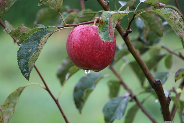 Die Äpfel sind in diesem Jahr besonders genussvoll.