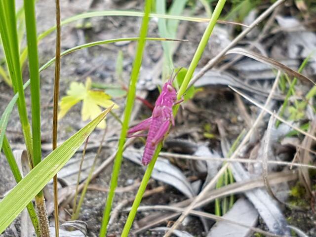 Dieser Grashüpfer zieht mit seiner außergewöhnlichen Farbe garantiert die Blicke auf sich. | Foto: Naturpark Tiroler Lech