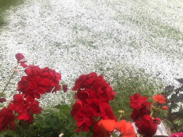 In Waidring gab es am Samstag Morgen bereits angezuckerte Felder.