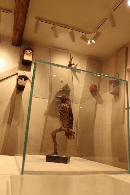 Keine Zirbe ohne den Singvogel: Der Tannenhäher trägt zur Verbreitung der Zirbe bei.