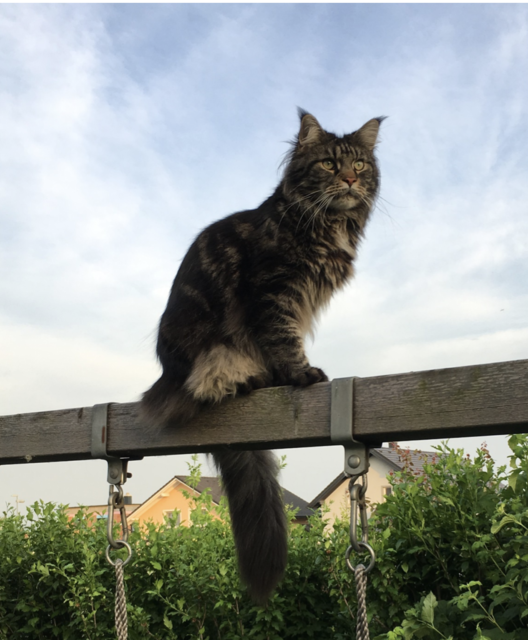 Kater "Lenny" wird vermisst - Hinweise bitte an 0680/315 18 85