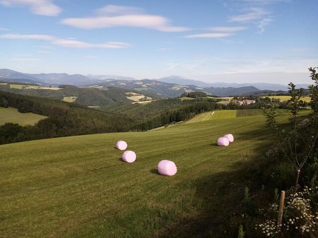 In Edlitz findet man die in rosa gewickelten Ballen