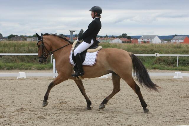 Sindy in Action beim Turnier in Gerasdorf - die Pony-Stute holte sich beinahe Bestnoten und belegte den zweiten Platz.