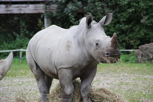 Nio lässt sich das Heu schmecken. | Foto: Zoo Schmiding / Peter Stern