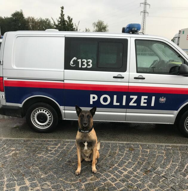 Barmittelspürhund Rasco vom strengen Winter erschnüffelte das verwendete Plastiksackerl.