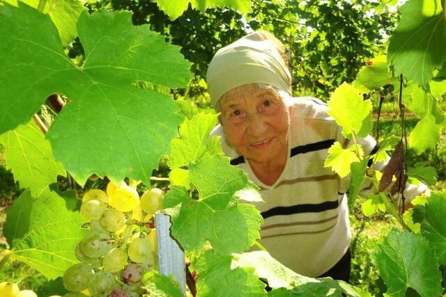 Anna Wögerbauer, Bewohnerin des SeneCura Sozialzentrums Krems Haus Dr. Thorwesten, unterstützte das Weingut Burger tatkräftig bei der Weinlese.
