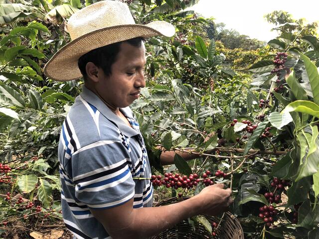 In Chiapas pflückt Edelfo von der indigenen Kleinbauerninitiative ISMAM die reifen Kaffeebohnen für die "Tiroler Röstung".
