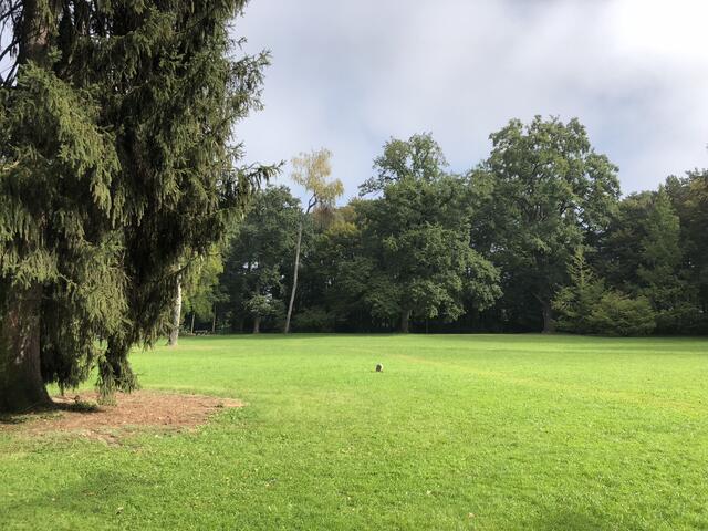 Im Hummelhofwald spenden die Bäume den hitzegeplagten Hunden viel Schatten.
