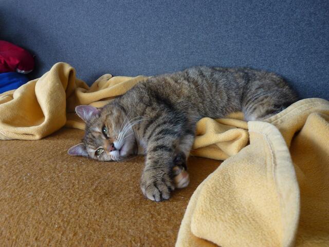 Foto: Mauz unsere Katzendame