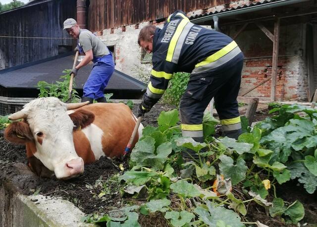 Gefangen im Misthaufen. | Foto: BFVMZ / FF Stanz